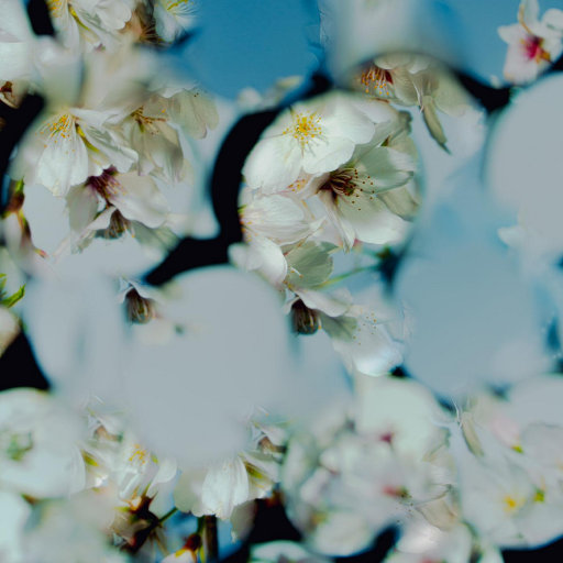 日本IPPA官网入口地址
